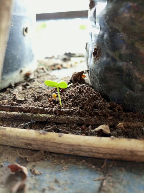 Zero Waste Köln – Stadtnatur und Zero Waste – Wir spazieren durch die Stadt und lernen gemeinsam!